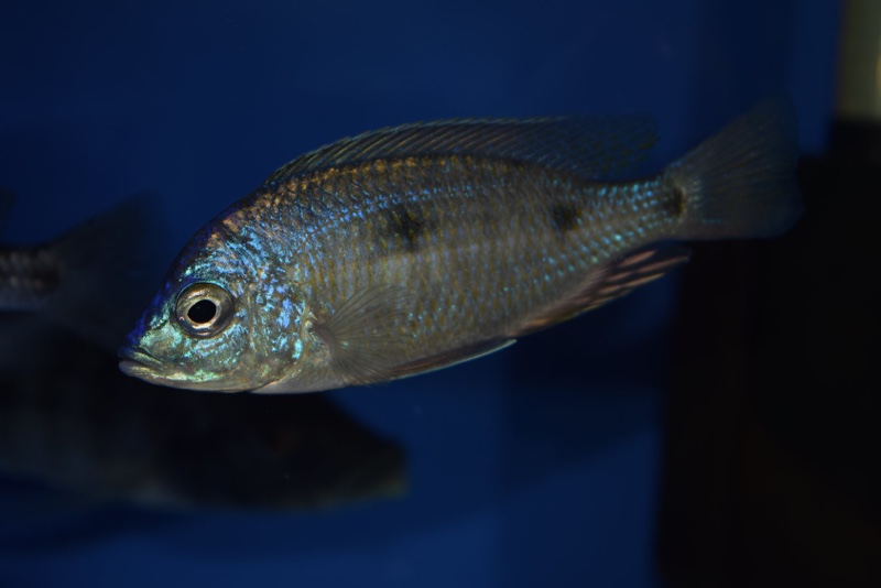 Copadichromis insularis 'Chidunga Rocks'